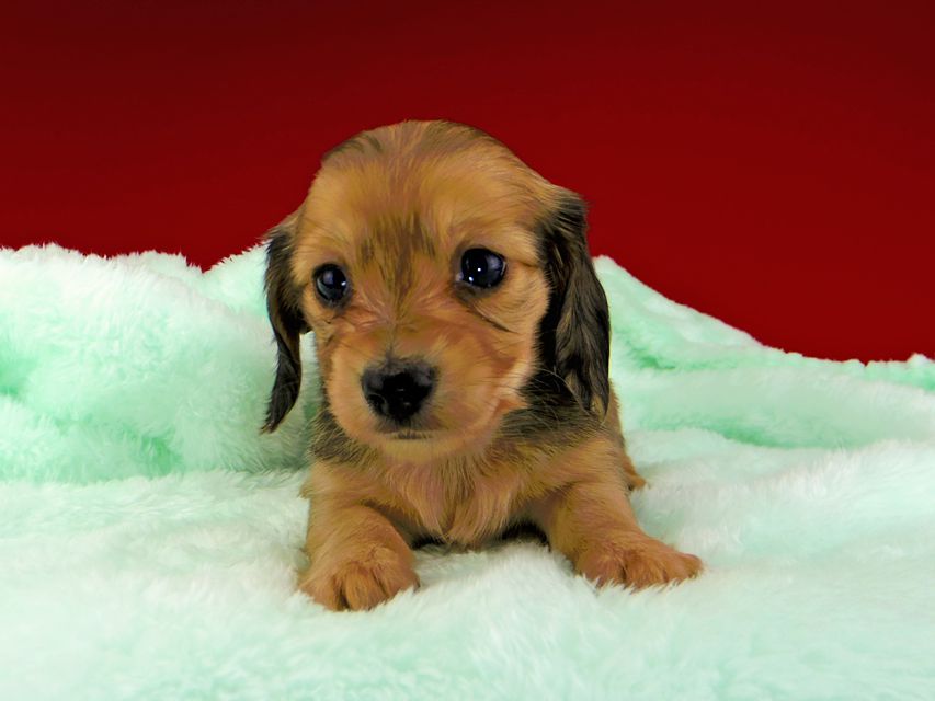 カニンヘンダックスフンド チャーム & スカッシュの子犬 イエロー（クリーム） 女の子