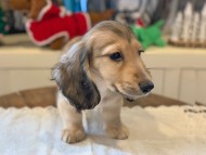 dachshund0755