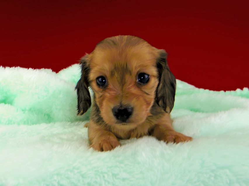 カニンヘンダックスフンド チャーム & スカッシュの子犬 イエロー（クリーム） 女の子