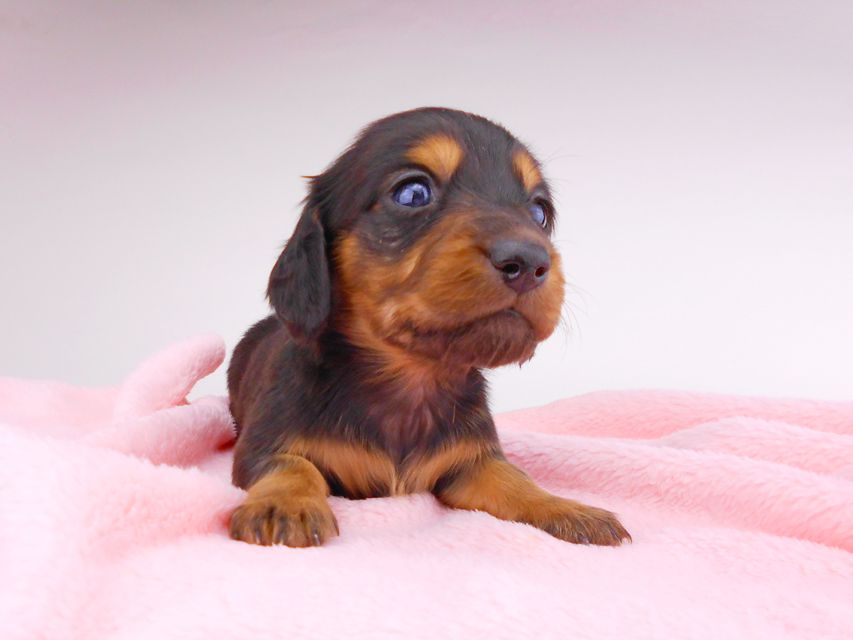 ミニチュアダックスフンド サリーアン & ジムの子犬 ブラタン 男の子