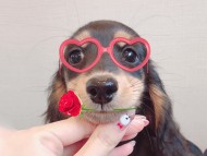 dachshund08 dachshund08