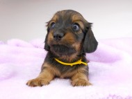 dachshund081
