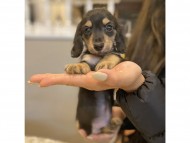 dachshund0850