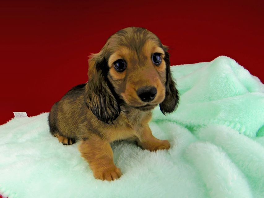 カニンヘンダックスフンド ソフィア & ジムの子犬 イエロー（クリーム） 男の子