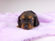 dachshund089