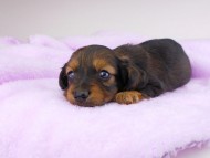 dachshund094