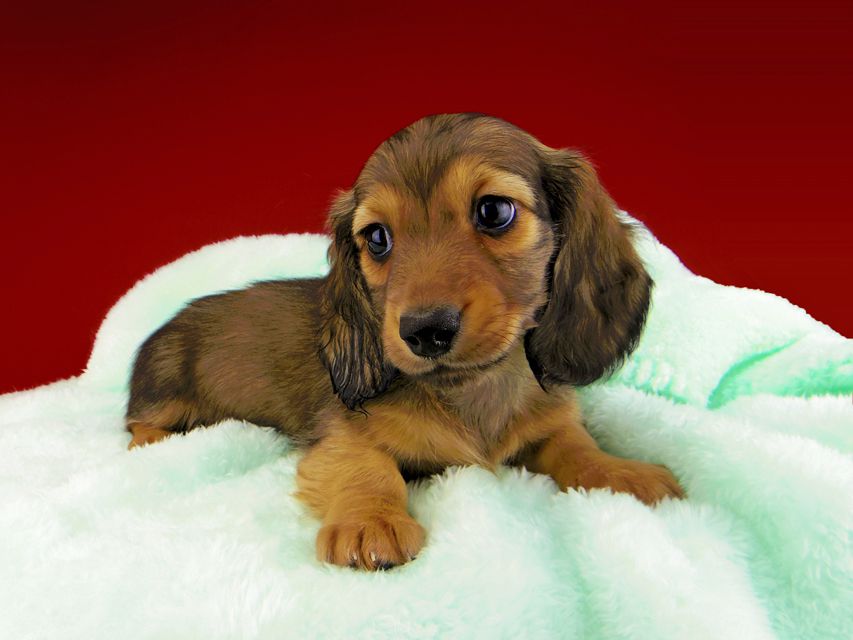 カニンヘンダックスフンド ソフィア & ジムの子犬 イエロー（クリーム） 男の子