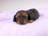 dachshund095