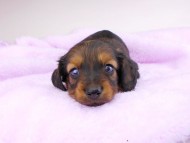dachshund098