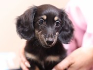 dachshund09