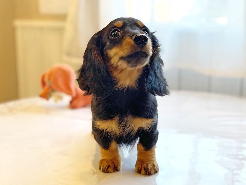 カニンヘンダックスフンド ナンシーcs & ナイトの子犬 ブラックタン 男の子（2）