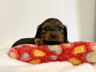 dachshund102 dachshund102