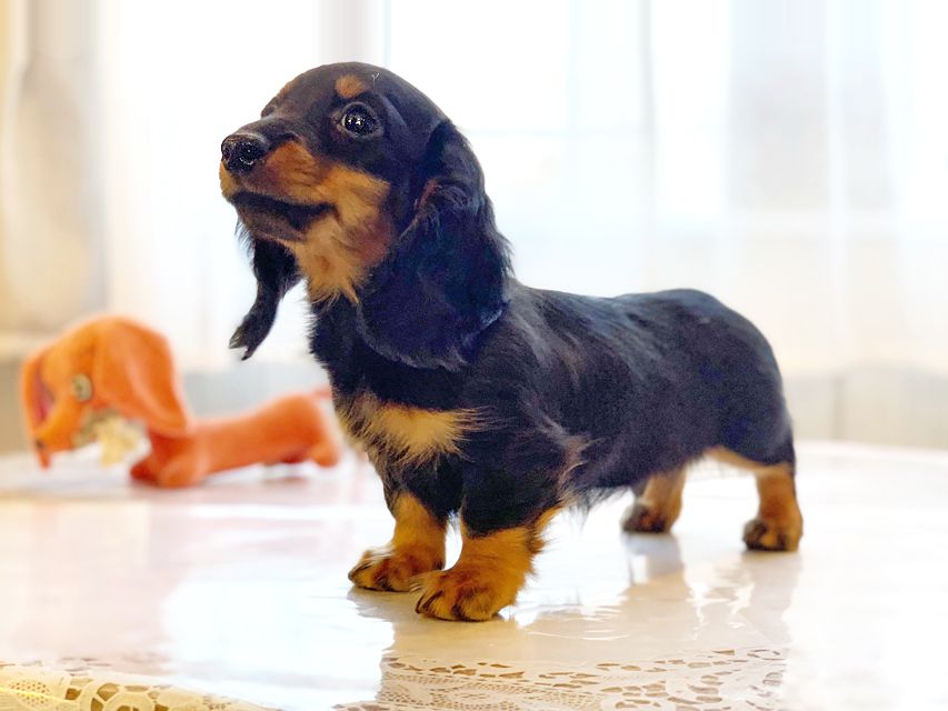 カニンヘンダックスフンド ナンシーcs & ナイトの子犬 ブラックタン 男の子（2）
