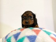 dachshund103