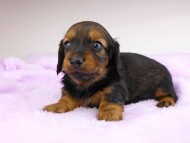dachshund103