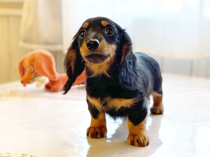 カニンヘンダックスフンド ナンシーcs & ナイトの子犬 ブラックタン 男の子（2）