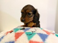dachshund104