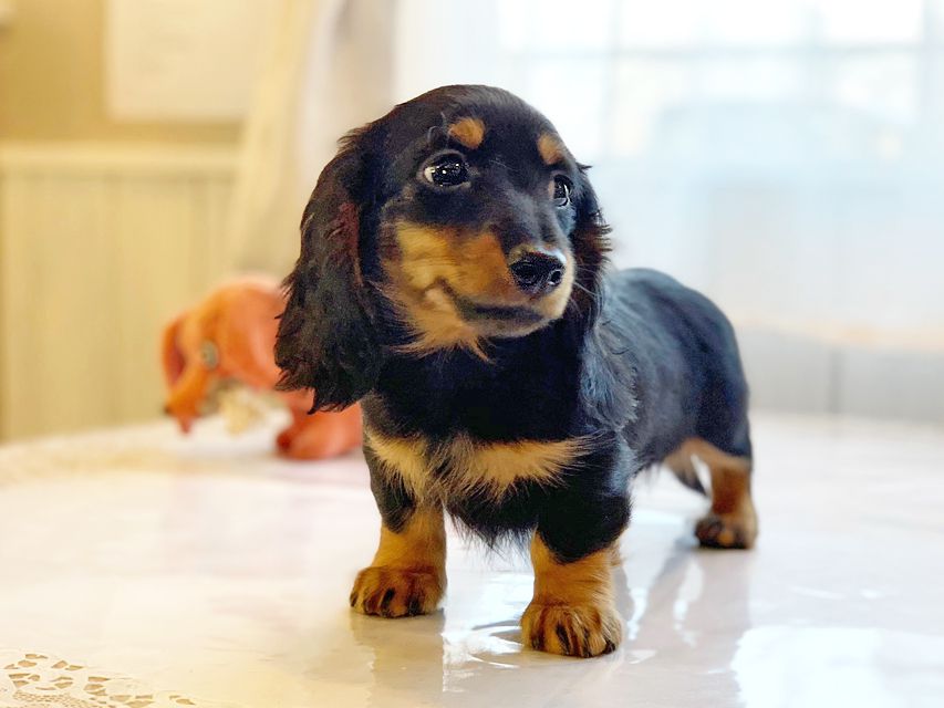 カニンヘンダックスフンド ナンシーcs & ナイトの子犬 ブラックタン 男の子（2）