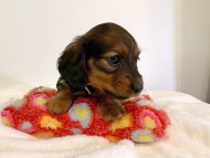 dachshund105 dachshund105