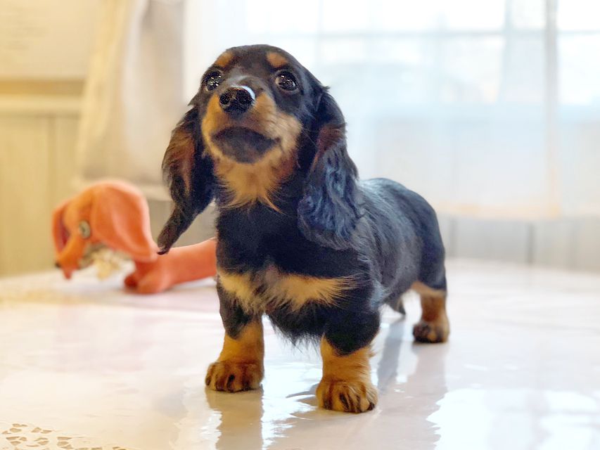 カニンヘンダックスフンド ナンシーcs & ナイトの子犬 ブラックタン 男の子（2）