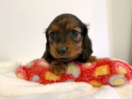 dachshund106
