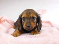 dachshund106 dachshund106