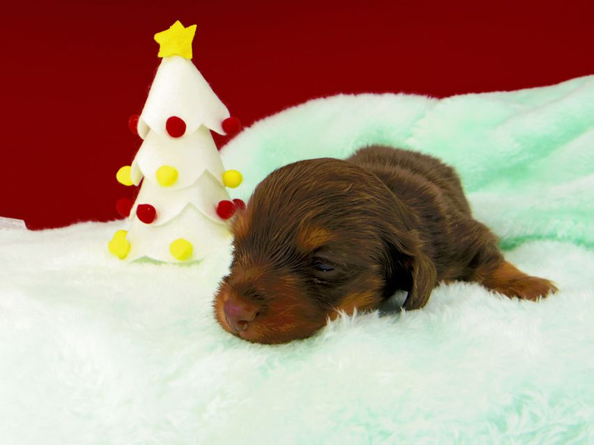 カニンヘンダックスフンド プリマ & ブルースの子犬 チョコタン 男の子