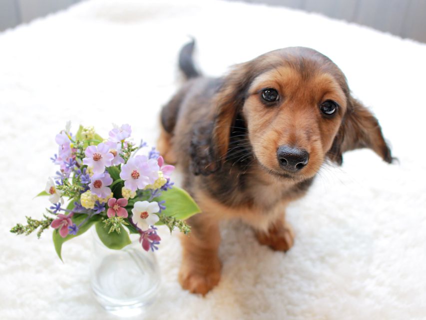 カニンヘンダックスフンド レイcs & ジャンの子犬 レッド 女の子