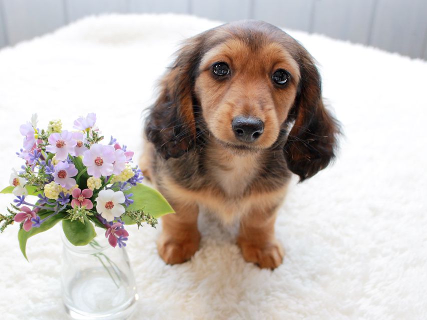 カニンヘンダックスフンド レイcs & ジャンの子犬 レッド 女の子