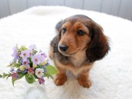 dachshund1075