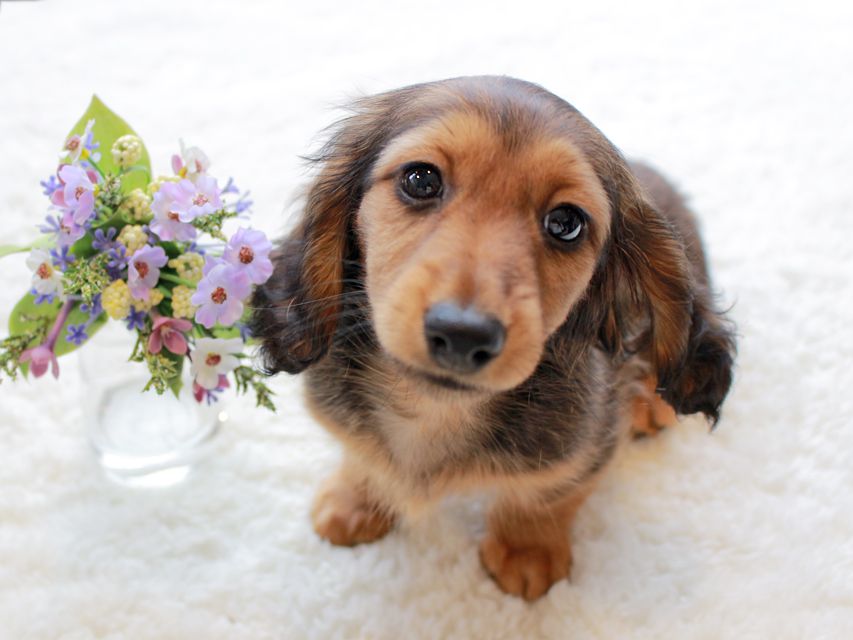 カニンヘンダックスフンド レイcs & ジャンの子犬 レッド 女の子