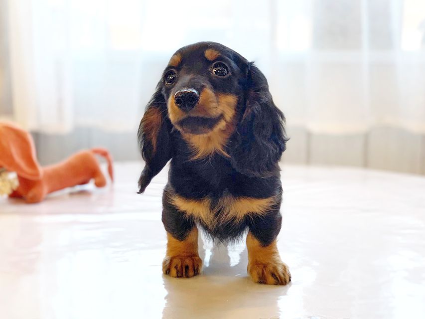 カニンヘンダックスフンド ナンシーcs & ナイトの子犬 ブラックタン 男の子（2）