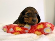 dachshund108