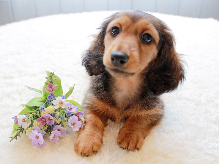 カニンヘンダックスフンド レイcs & ジャンの子犬 レッド 女の子