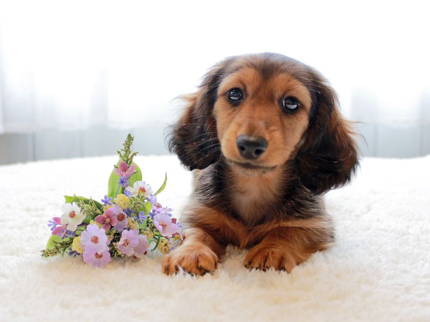 カニンヘンダックスフンド レイcs & ジャンの子犬 レッド 女の子