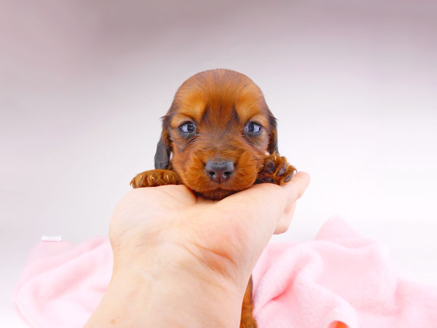 ミニチュアダックスフンド サリーアン & ジムの子犬 レッド 男の子(1)dachshund108 ミニチュアダックスフンド サリーアン & ジムの子犬 レッド 男の子(1)