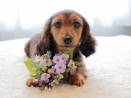 dachshund1086