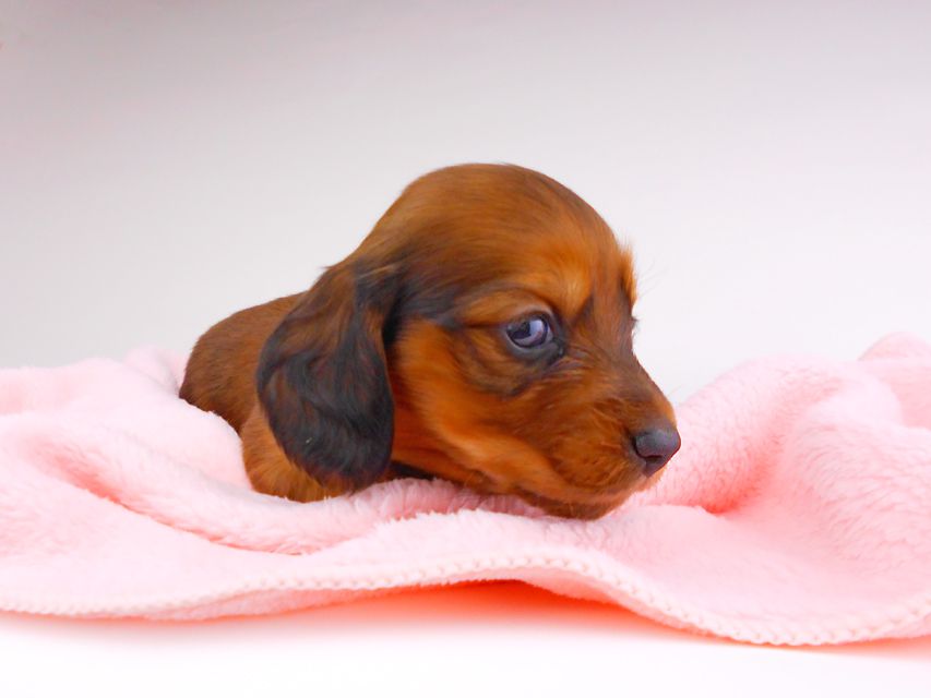 ミニチュアダックスフンド サリーアン & ジムの子犬 レッド 男の子(1)dachshund109 ミニチュアダックスフンド サリーアン & ジムの子犬 レッド 男の子(1)