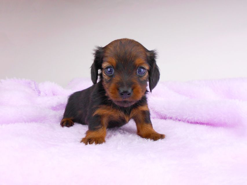 カニンヘンダックスフンド チャーム & ブルースの子犬 レッド 女の子dachshund112 カニンヘンダックスフンド チャーム & ブルースの子犬 レッド 女の子