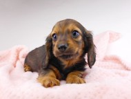 dachshund112 dachshund112