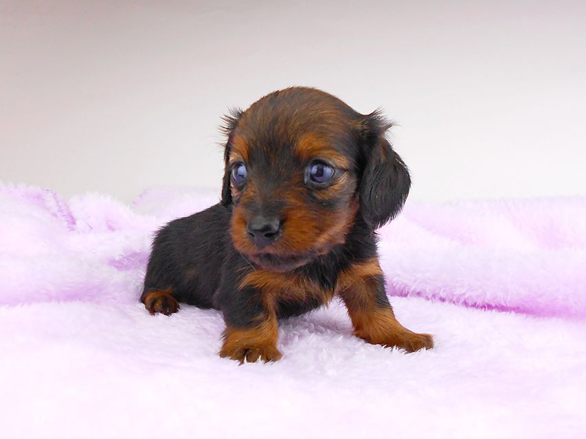 カニンヘンダックスフンド チャーム & ブルースの子犬 レッド 女の子dachshund113 カニンヘンダックスフンド チャーム & ブルースの子犬 レッド 女の子