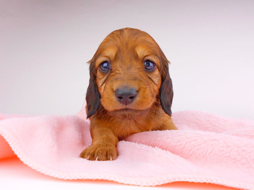 ミニチュアダックスフンド サリーアン & ジムの子犬 レッド 男の子（2）