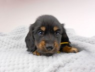 dachshund116