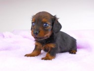dachshund117