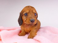 dachshund117
