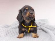dachshund118