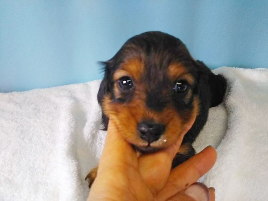 カニンヘンダックスフンド トア & プープーの子犬 レッド 女の子（2）