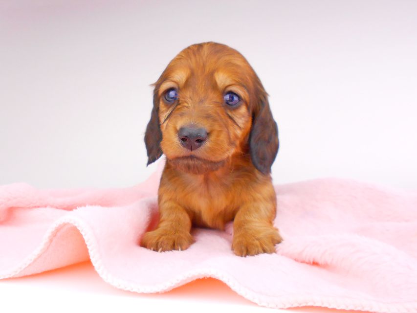 ミニチュアダックスフンド サリーアン & ジムの子犬 レッド 男の子（2）