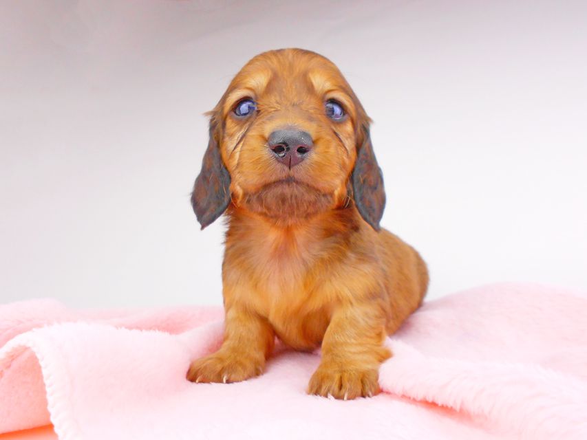 ミニチュアダックスフンド サリーアン & ジムの子犬 レッド 男の子（2）