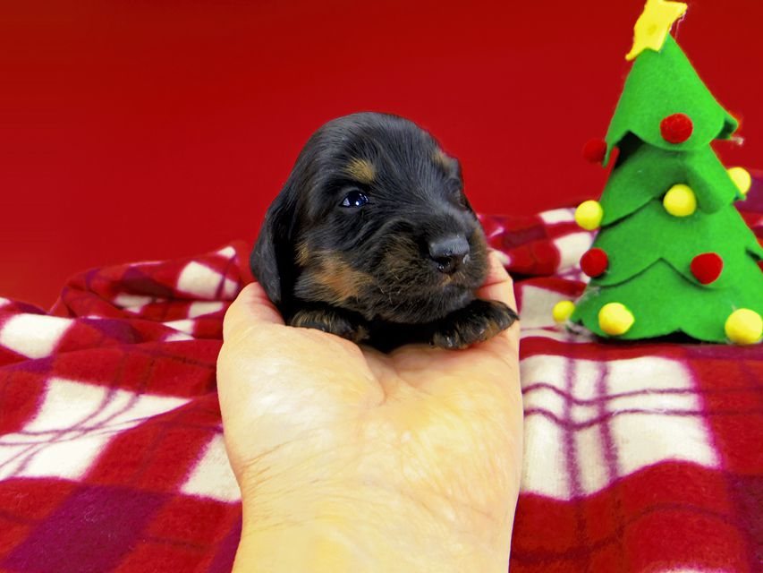 カニンヘンダックスフンド ジルcs & ブルースの子犬 ブラックタン 女の子